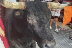 photo-20